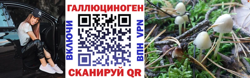 как найти наркотики  Волхов  Галлюциногенные грибы Psilocybine cubensis 